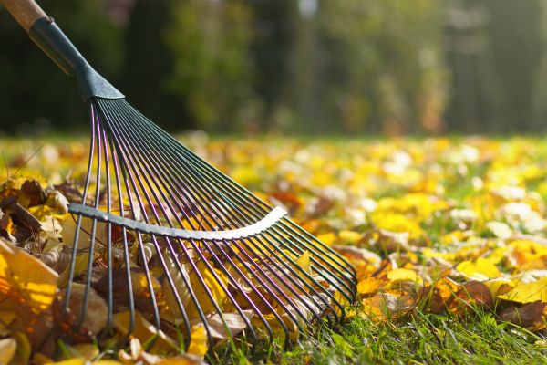 Leaf Cleanup Service in Winchester