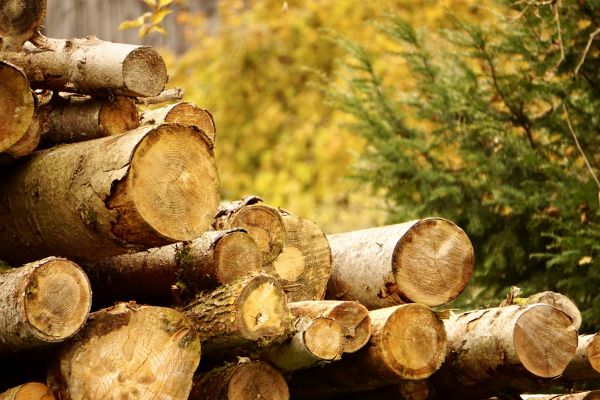 Cost of Wood Pile Removal in Winchester