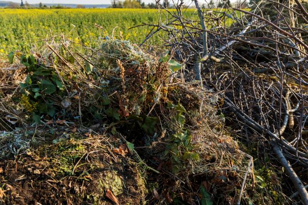 Cost of Brush Disposal in Winchester