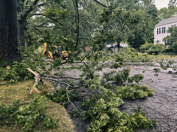 Cost of Tree Branch Disposal in Winchester
