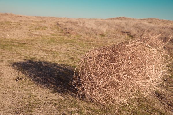 Tumbleweed Removal in Winchester