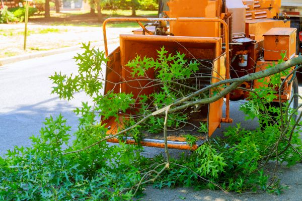 Cost of Tree Branches Removal in Winchester