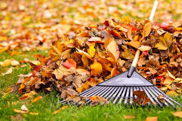 Yard Leaf Removal in Winchester