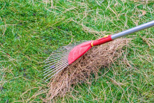 Yard Raking in Winchester