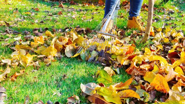 Autumn Leaf Removal in Winchester