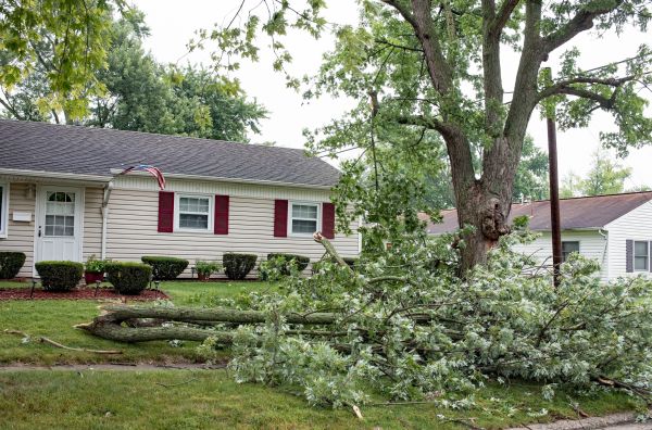 Cost of Fallen Branch Removal in Winchester