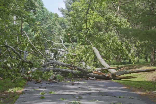 Cost of Tree Debris Removal in Winchester