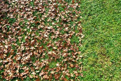 Lawn with Fallen Leaves