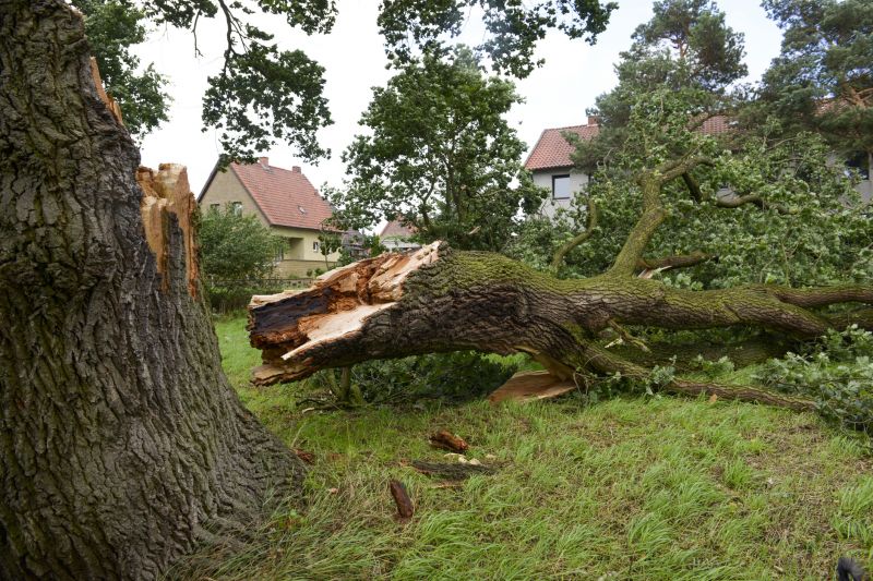 Fallen Branch Removal detail